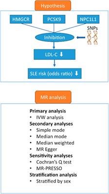 Association of lipid lowering drugs and the risk of systemic lupus erythematosus: a drug target Mendelian randomization